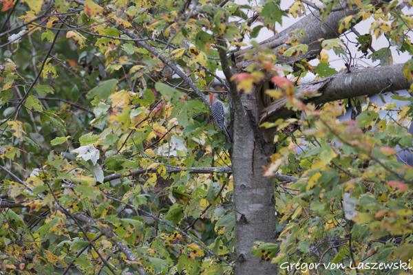  October 23, 2024 4:25 PM, Canon EOS R7, RF200-800mm F6.3-9 IS USM, 800mm, f/9.0, 1/125s, ISO 640, Gregor von Laszewski