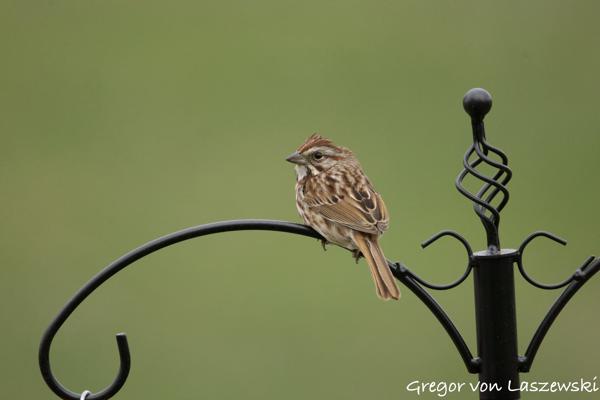  April 18, 2025 6:01 PM, Canon EOS R7, RF200-800mm F6.3-9 IS USM, 800mm, f/9.0, 1/640s, ISO 3200, Gregor von Laszewski
