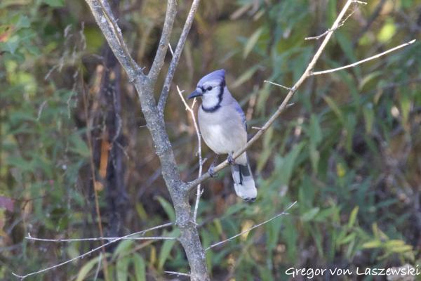  October 24, 2024 5:26 PM, Canon EOS R7, RF200-800mm F6.3-9 IS USM + EXTENDER RF2x, 1600mm, f/18.0, 1/200s, ISO 12800, Gregor von Laszewski