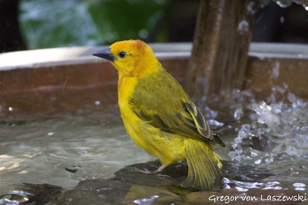  December 30, 2024 4:03 PM, Canon EOS R7, RF100-400mm F5.6-8 IS USM, 359mm, f/8.0, 1/160s, ISO 12800, Gregor von Laszewski