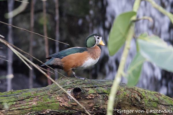  December 30, 2024 4:17 PM, Canon EOS R7, RF100-400mm F5.6-8 IS USM, 270mm, f/8.0, 1/200s, ISO 12800, Gregor von Laszewski