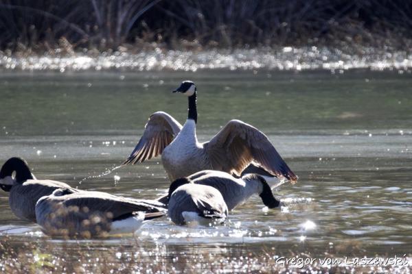  November 12, 2024 2:46 PM, Canon EOS R7, RF200-800mm F6.3-9 IS USM, 800mm, f/9.0, 1/1000s, ISO 1250, Gregor von Laszewski
