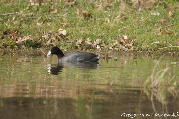  April 17, 2025 9:03 AM, Canon EOS R7, RF200-800mm F6.3-9 IS USM, 800mm, f/9.0, 1/640s, ISO 1250, Gregor von Laszewski