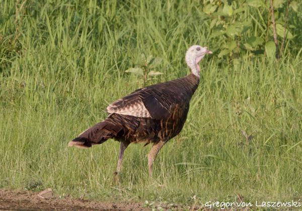  August 23, 2024 7:45 PM, Canon EOS R7, RF100-400mm F5.6-8 IS USM + EXTENDER RF2x, 800mm, f/16.0, 1/800s, ISO 6400, Gregor von Laszewski