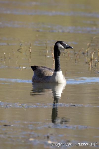  November 12, 2024 2:27 PM, Canon EOS R7, RF200-800mm F6.3-9 IS USM, 800mm, f/9.0, 1/1250s, ISO 1250, Gregor von Laszewski