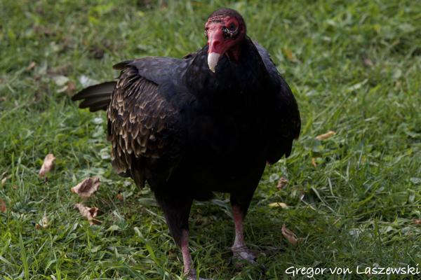  October 12, 2024 11:40 AM, Canon EOS R7, RF100-500mm F4.5-7.1 L IS USM, 363mm, f/8.0, 1/250s, ISO 320, Gregor von Laszewski