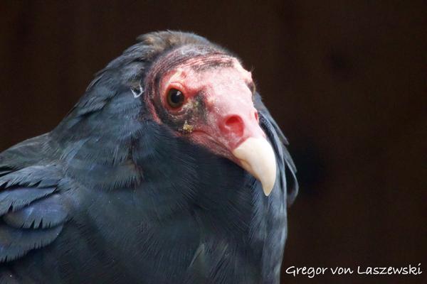  October 13, 2024 3:20 PM, Canon EOS R7, RF100-400mm F5.6-8 IS USM, 400mm, f/9.0, 1/200s, ISO 10000, Gregor von Laszewski