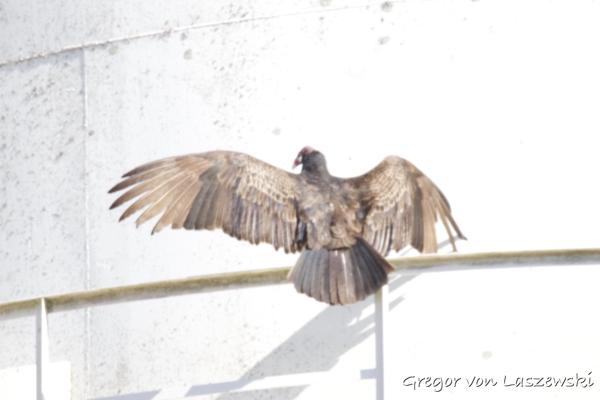  March 2, 2025 12:08 PM, Canon EOS R7, RF200-800mm F6.3-9 IS USM, 800mm, f/9.0, 1/3200s, ISO 4000, Gregor von Laszewski