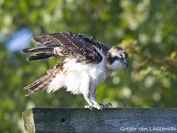  July 3, 2025 8:59 AM, Canon EOS R7, RF100-500mm F4.5-7.1 L IS USM, 500mm, f/7.1, 1/1000s, ISO 640, Gregor von Laszewski