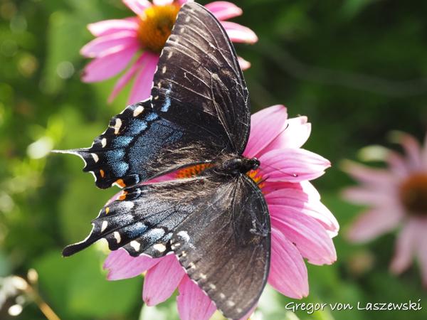  June 20, 2024 6:53 AM, OM-5, OLYMPUS M.60mm F2.8 Macro, 60mm, f/6.3, 1/125s, ISO 800, 