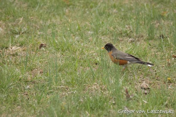  April 18, 2025 5:25 PM, Canon EOS R7, RF200-800mm F6.3-9 IS USM, 800mm, f/9.0, 1/640s, ISO 3200, Gregor von Laszewski