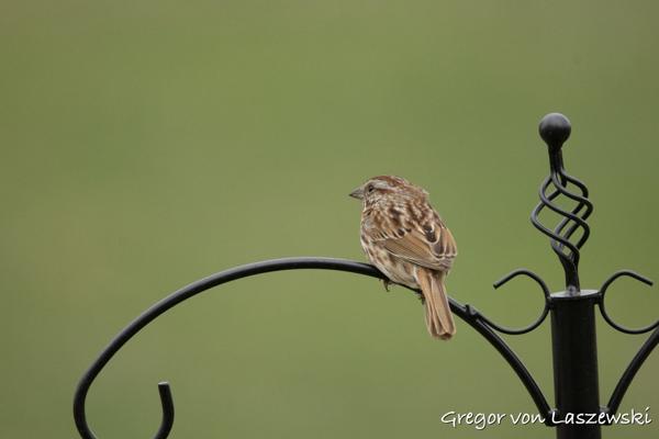  April 18, 2025 6:01 PM, Canon EOS R7, RF200-800mm F6.3-9 IS USM, 800mm, f/9.0, 1/640s, ISO 3200, Gregor von Laszewski