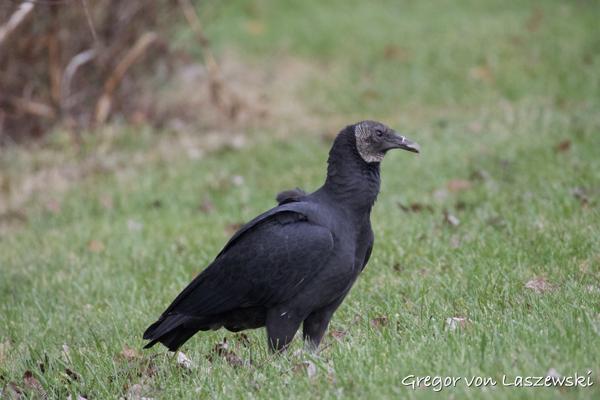  November 16, 2024 12:38 PM, Canon EOS R7, RF200-800mm F6.3-9 IS USM, 800mm, f/9.0, 1/1600s, ISO 4000, Gregor von Laszewski