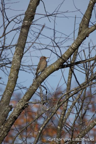  November 26, 2024 4:10 PM, Canon EOS R7, RF200-800mm F6.3-9 IS USM, 800mm, f/9.0, 1/1000s, ISO 320, Gregor von Laszewski