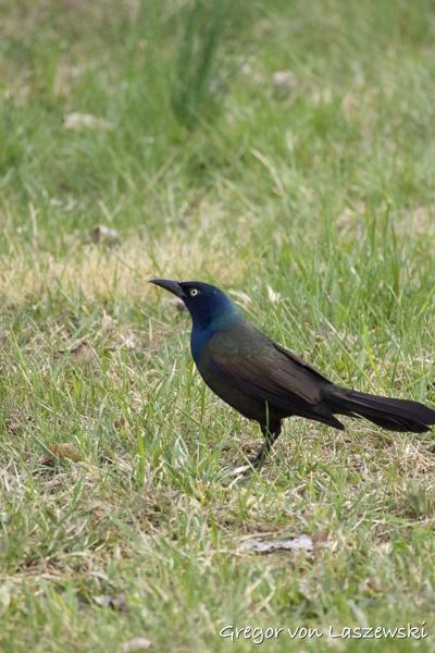  April 13, 2025 6:13 PM, Canon EOS R7, RF200-800mm F6.3-9 IS USM, 800mm, f/9.0, 1/3200s, ISO 10000, Gregor von Laszewski
