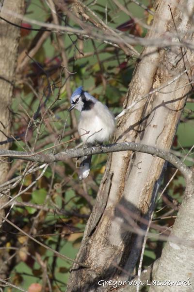 November 26, 2024 4:20 PM, Canon EOS R7, RF200-800mm F6.3-9 IS USM + EXTENDER RF2x, 1600mm, f/18.0, 1/1000s, ISO 3200, Gregor von Laszewski