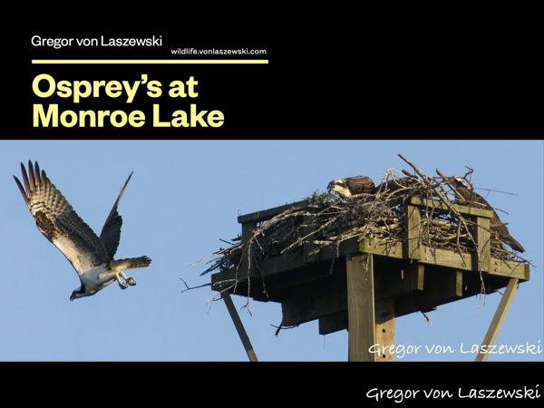 Guide: Osprey's at Monroe Lake