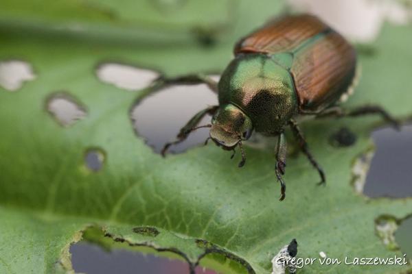  June 29, 2024 9:20 AM, Canon EOS R7, , 0mm, f/0.0, 1/1000s, ISO 6400, Gregor von Laszewski
