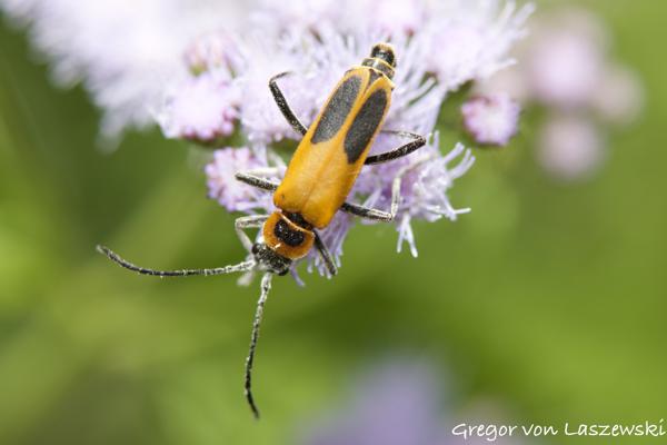  August 27, 2023 2:02 PM, Canon EOS R7, RF85mm F2 MACRO IS STM, 85mm, f/4.5, 1/200s, ISO 100, Gregor von Laszewski