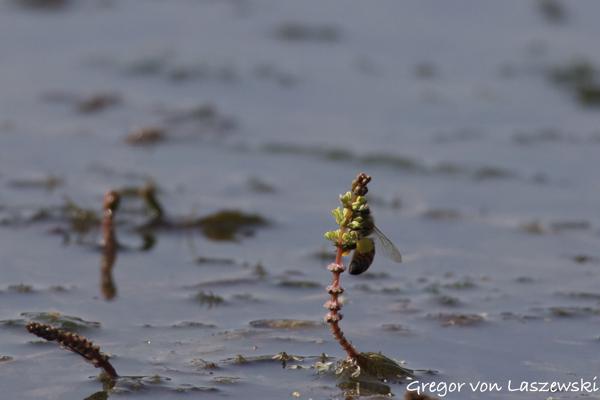  September 11, 2024 11:07 AM, Canon EOS R7, RF100-400mm F5.6-8 IS USM + EXTENDER RF2x, 563mm, f/16.0, 1/2500s, ISO 3200, Gregor von Laszewski