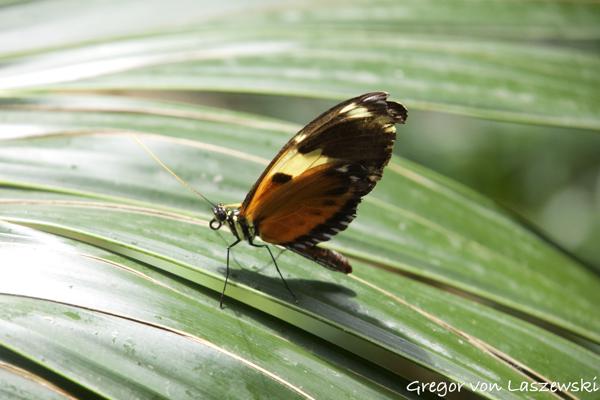  September 3, 2023 2:43 PM, Canon EOS R7, RF-S18-150mm F3.5-6.3 IS STM, 150mm, f/6.3, 1/320s, ISO 3200, Gregor von Laszewski