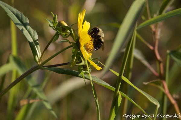  September 16, 2024 6:20 PM, Canon EOS R7, RF100-400mm F5.6-8 IS USM, 400mm, f/9.0, 1/1250s, ISO 1000, Gregor von Laszewski