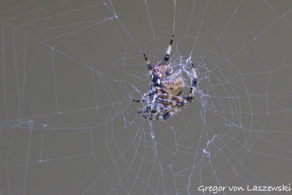  September 17, 2024 11:15 AM, Canon EOS R7, RF100-500mm F4.5-7.1 L IS USM + EXTENDER RF2x, 600mm, f/11.0, 1/160s, ISO 8000, Gregor von Laszewski