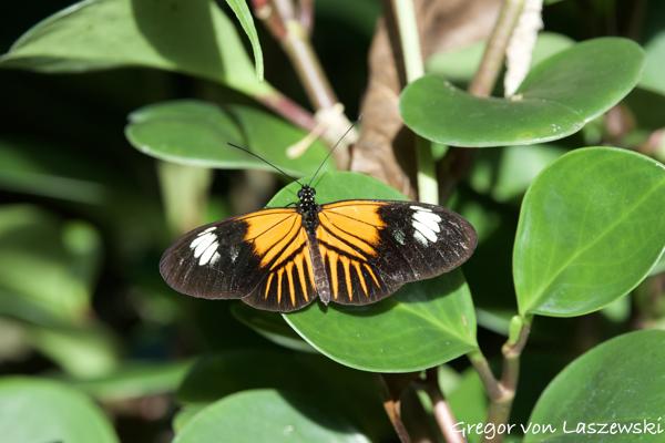  October 5, 2024 3:49 PM, Canon EOS R7, RF100-500mm F4.5-7.1 L IS USM, 500mm, f/8.0, 1/250s, ISO 500, Gregor von Laszewski