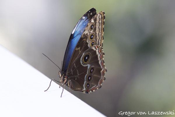  March 18, 2025 3:34 PM, Canon EOS R7, RF100-500mm F4.5-7.1 L IS USM, 324mm, f/5.6, 1/1600s, ISO 6400, Gregor von Laszewski