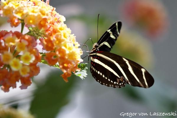  March 18, 2025 3:36 PM, Canon EOS R7, RF100-500mm F4.5-7.1 L IS USM, 300mm, f/5.6, 1/4000s, ISO 2500, Gregor von Laszewski