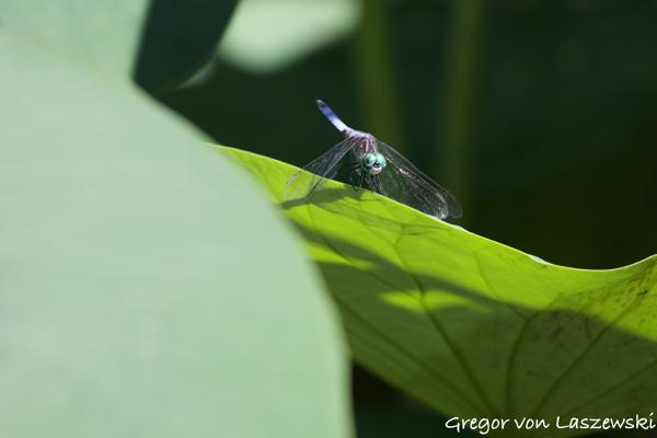  June 27, 2024 11:26 AM, Canon EOS R7, RF100-400mm F5.6-8 IS USM, 400mm, f/9.0, 1/800s, ISO 1250, Gregor von Laszewski