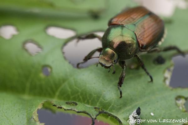 June 29, 2024 9:20 AM, Canon EOS R7, , 0mm, f/0.0, 1/1000s, ISO 6400, Gregor von Laszewski