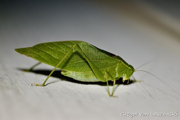  September 6, 2024 11:19 PM, Canon EOS R7, , 0mm, f/0.0, 1/800s, ISO 100, Gregor von Laszewski