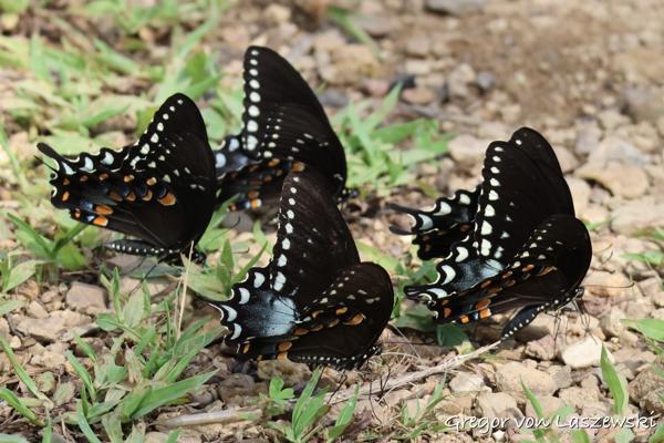  July 25, 2023 4:30 PM, Canon EOS R7, RF100-400mm F5.6-8 IS USM, 281mm, f/8.0, 1/1600s, ISO 1250, Gregor von Laszewski