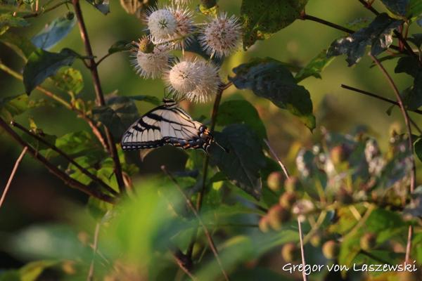  July 22, 2024 8:02 PM, Canon EOS R7, RF100-400mm F5.6-8 IS USM, 400mm, f/8.0, 1/3200s, ISO 6400, Gregor von Laszewski