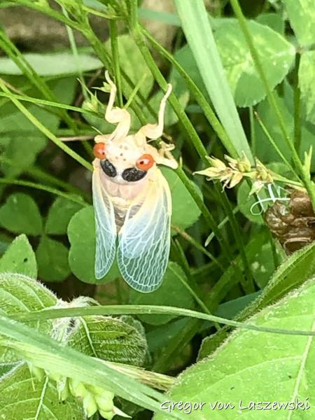  May 22, 2021 3:55 PM, iPhone 8 Plus, iPhone 8 Plus back dual camera 3.99mm f/1.8, 399/100mm, f/1.8, 1/120s, ISO 25, 