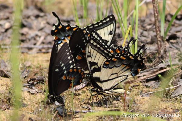  July 25, 2023 2:56 PM, Canon EOS R7, RF100-400mm F5.6-8 IS USM + EXTENDER RF2x, 400mm, f/14.0, 1/1600s, ISO 2500, Gregor von Laszewski