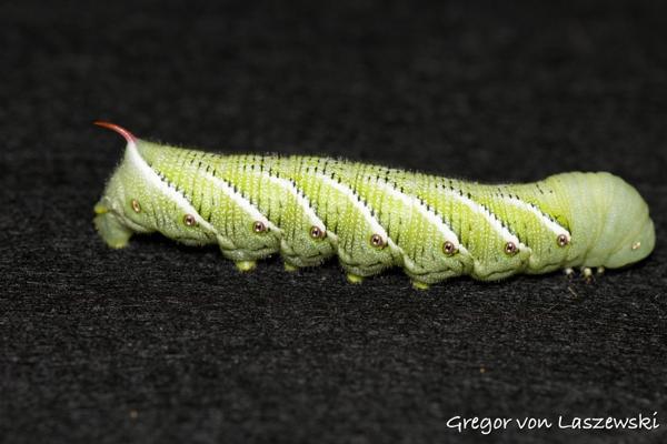  September 27, 2023 7:52 PM, Canon EOS R7, RF85mm F2 MACRO IS STM, 85mm, f/5.6, 1/250s, ISO 100, Gregor von Laszewski