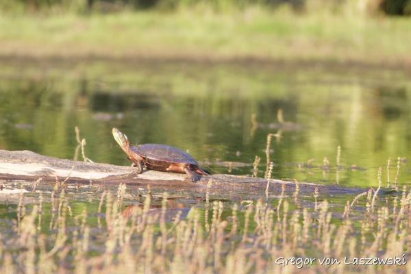  August 23, 2024 7:15 PM, Canon EOS R7, RF100-400mm F5.6-8 IS USM + EXTENDER RF2x, 800mm, f/16.0, 1/400s, ISO 4000, Gregor von Laszewski