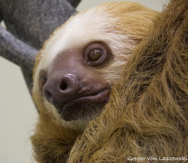  September 3, 2023 3:36 PM, Canon EOS R7, RF-S18-150mm F3.5-6.3 IS STM, 150mm, f/6.3, 1/250s, ISO 4000, Gregor von Laszewski