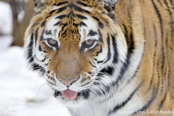  March 16, 2023 2:02 PM, Canon EOS R7, RF100-400mm F5.6-8 IS USM, 400mm, f/8.0, 1/500s, ISO 800, Gregor von Laszewski