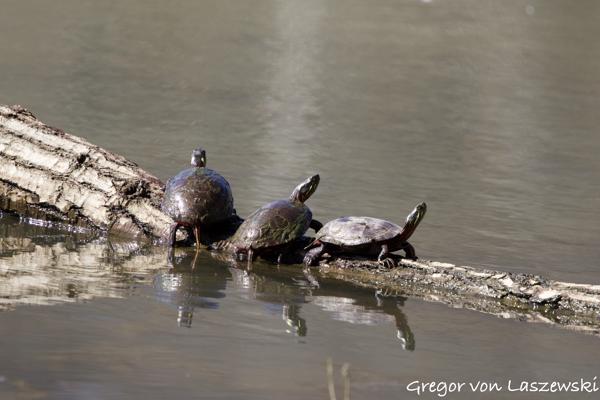  March 10, 2025 11:46 AM, Canon EOS R7, RF100-500mm F4.5-7.1 L IS USM, 500mm, f/8.0, 1/800s, ISO 640, Gregor von Laszewski