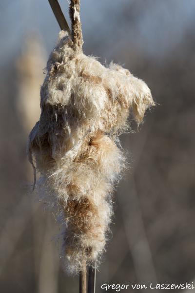  March 11, 2025 9:58 AM, Canon EOS R7, RF100-500mm F4.5-7.1 L IS USM, 270mm, f/7.1, 1/800s, ISO 200, Gregor von Laszewski