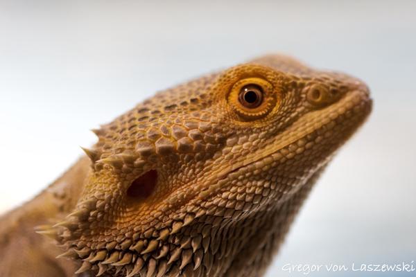  May 13, 2023 4:43 PM, Canon EOS R7, RF85mm F2 MACRO IS STM, 85mm, f/2.8, 1/320s, ISO 6400, Gregor von Laszewski