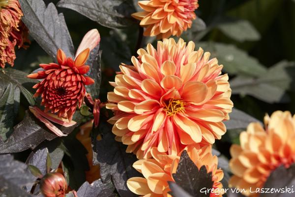  October 12, 2024 11:55 AM, Canon EOS R7, RF100-500mm F4.5-7.1 L IS USM, 254mm, f/7.1, 1/2000s, ISO 800, Gregor von Laszewski