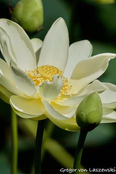  June 27, 2024 11:22 AM, Canon EOS R7, RF100-400mm F5.6-8 IS USM, 400mm, f/9.0, 1/1000s, ISO 100, Gregor von Laszewski