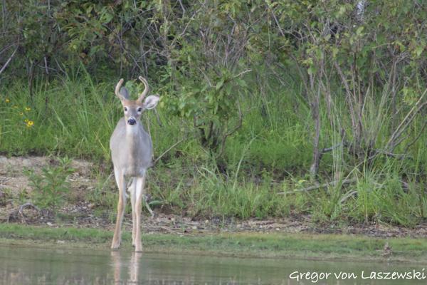  September 2, 2024 8:02 PM, Canon EOS R7, RF100-400mm F5.6-8 IS USM + EXTENDER RF2x, 800mm, f/16.0, 1/60s, ISO 6400, Gregor von Laszewski