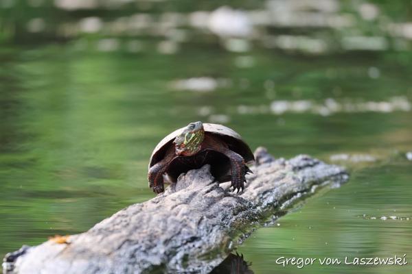  July 21, 2024 7:34 PM, Canon EOS R7, RF100-400mm F5.6-8 IS USM, 400mm, f/8.0, 1/200s, ISO 800, Gregor von Laszewski