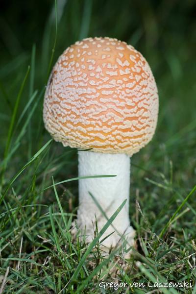  October 8, 2021 7:14 PM, Canon EOS REBEL SL1, EF50mm f/1.8 II, 50mm, f/4.0, 1/60s, ISO 400, 