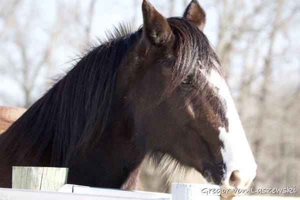  March 2, 2025 11:52 AM, Canon EOS R7, RF200-800mm F6.3-9 IS USM, 200mm, f/6.3, 1/3200s, ISO 3200, Gregor von Laszewski